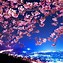 Image result for Chinese Cherry Blossom Flower Images