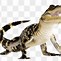 Image result for alligator cartoon cute