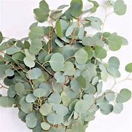 Image result for Silver Dollar Eucalyptus