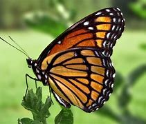 Image result for Butterfly Shape Outline