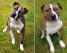 Image result for Boxer Golden Retriever Bull Terrier Mix