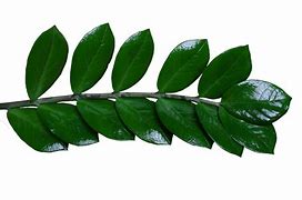 Image result for Green Tree Drawing