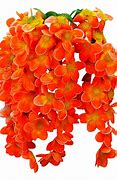 Image result for Elegant Vine Border