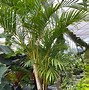 Image result for Areca or Golden Palm