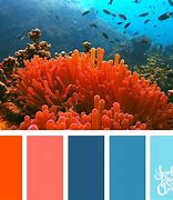 Image result for Coral and Rocks