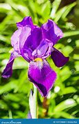 Image result for Lis Flower