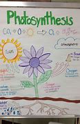 Image result for Photosynthesis and Cellular Respiration One-Pager