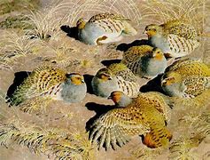 Image result for partridge bird painting