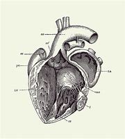 Image result for Heart Diagram Poster