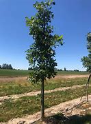 Image result for Burr Oak Tree Acorns