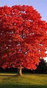 Image result for Fall Foliage Salem Croft Inn Massachusetts