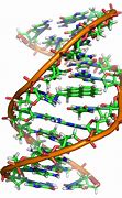 Image result for Sugar Bonds in DNA