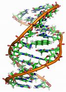 Image result for DNA Sugar Structure