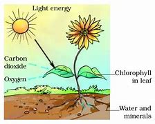 Image result for Diagram Showing Photosynthesis for Class 7