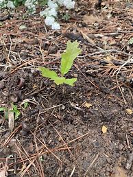 Image result for How to Plant Acorns