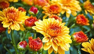 Image result for Fall Mums Screensavers