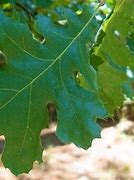 Image result for Red Oak Tree Up Close