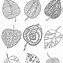 Image result for Coloring Page of Leaf