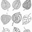 Image result for Coloring Picture of Leaf