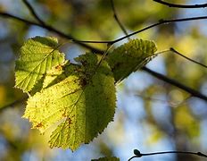 Image result for Branches of Botany