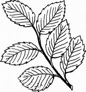 Image result for Coloring Picture of Leaf