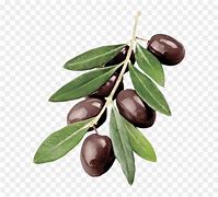 Image result for Olive Branch No Background