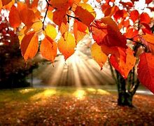 Image result for Fall Leaves Desktop Background Lake