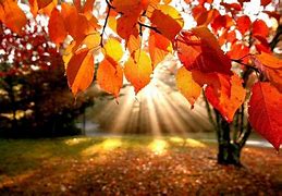 Image result for Autumn Leaves Desktop Wallpaper