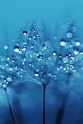 Image result for Leaves Dew