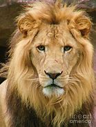 Image result for lion expressions