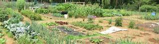 Image result for Community Garden Plots