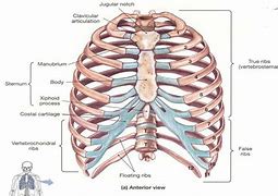 Image result for Rib Cage Anterior View