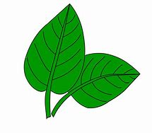 Image result for Leaf for Kids