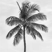 Image result for Palm Tree in Black and White