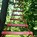 Image result for Tree House Ladder