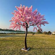 Image result for Blossom Tree