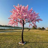 Image result for Cherry Blossom Tree Bark