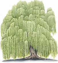 Image result for Willow Tree Clip Art