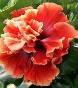 Image result for Types of Hibiscus Flowers