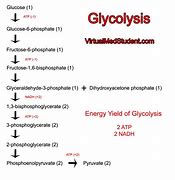 Image result for Glycolysis Steps Diagram