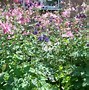 Image result for Columbine Yellpw