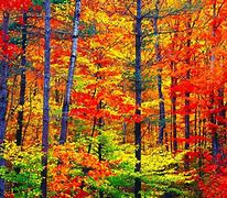 Image result for Autumn Fall Colors