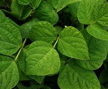 Image result for Factal Leaf