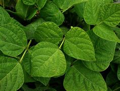 Image result for Leaf Cleaning Stock Photos