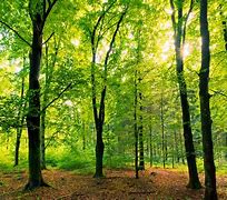 Image result for Small Forest Trees