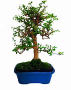 Image result for Carmona Bonsai Tree