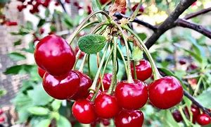 Image result for Black Cherry Tree Uses