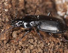 Image result for Black Beetles Insect