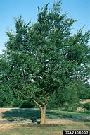 Image result for siberian elm tree flowers