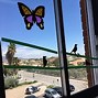 Image result for Butterfly Outline for Art